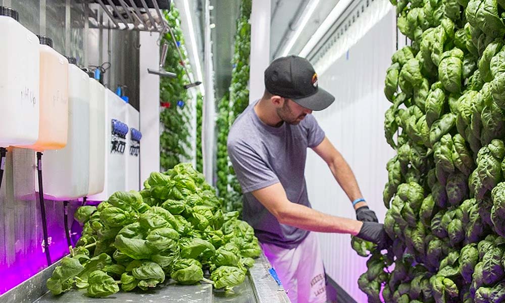 Square Roots is a vertical farming accelerator with a campus of climate-controlled farms in shipping containers. Photo courtesy Square Roots