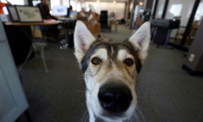 With pandemic work-from-home arrangements coming to an end, Nature the Husky, like many dogs in Canada, goes with his owner Bill Dicke to the office