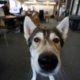 With pandemic work-from-home arrangements coming to an end, Nature the Husky, like many dogs in Canada, goes with his owner Bill Dicke to the office