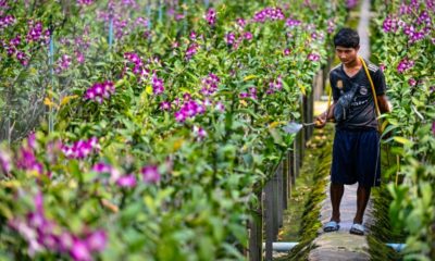 Thailand's orchid growers are bracing for further blows to their livelihood as the war in Ukraine and changing weather patterns cloud their futures